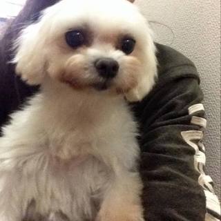 マルチーズのダリアちゃん