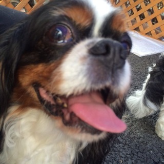 キャバリアのまりもちゃん