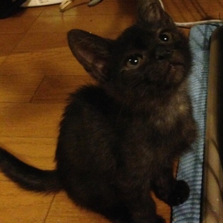 黒かも？縞かも？まだらな男の子♪