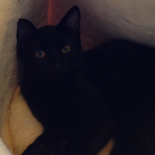 黒猫・目が金色・おっとりチョコッと白パンツ君♪