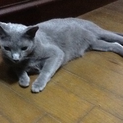 「先住猫 チボウちゃん」サムネイル2