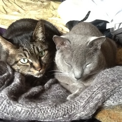 「先住猫 チボウちゃん」サムネイル3