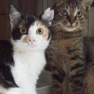 キジ君と三毛猫ちゃん