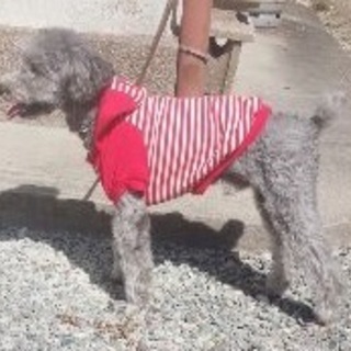 大人しいプードル