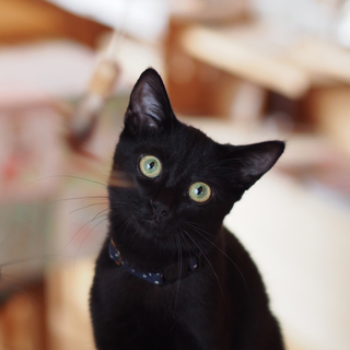 真っ黒＆ほぼ真っ黒兄弟です＠4～5か月