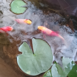 コメット3匹とメダカ多数、里親様募集、交渉中です！