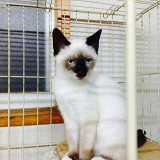 シャム系ミックスココちゃん