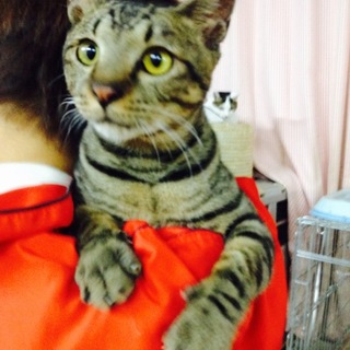 ベンガル系ミックスライガ