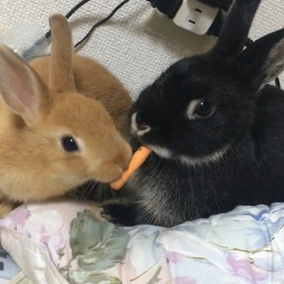 ミニウサギ二匹、里親募集