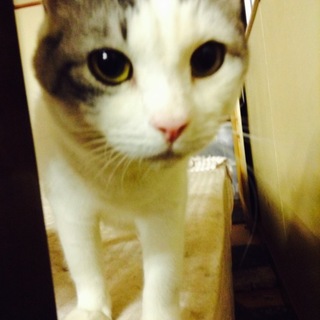 まんまるお顔のみゃー子ちゃん