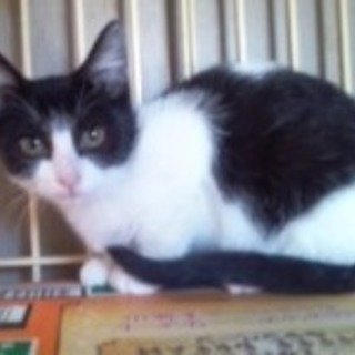 園子ちゃん　おとなしい子です