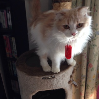 スコティッシュホールドのメイちゃん