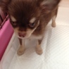チワワの子犬 サムネイル2