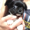 チワワの子犬 サムネイル4