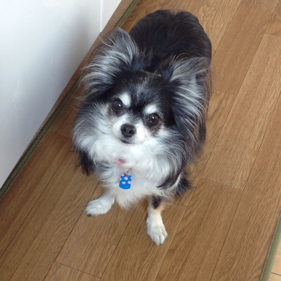 まるのカバー写真