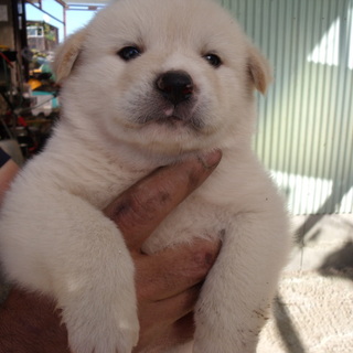 ありがとうございました