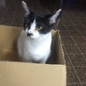 箱が好きなシロクロ♂ ( ´ ▽ ` )ﾉ