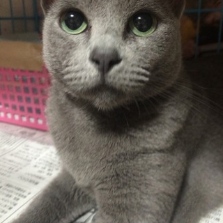 甘えん坊ロシアン