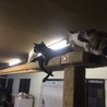 自作の巨大ネコタワーはいつも人気( ´ ▽ ` )ﾉ