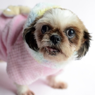 癒しキャラ　シーズー　サラちゃん　里親募集