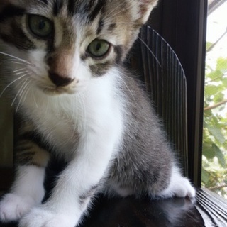 生後3か月オスです!キジシロ