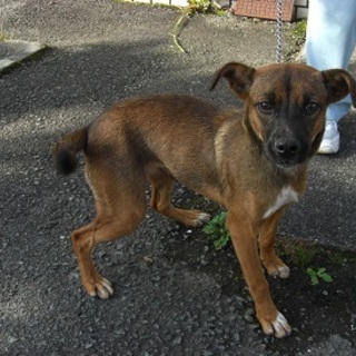 新しい家族のお迎えありました！！