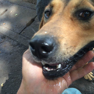 元狩猟犬ビンくん　３才くらい　♂　里親決定