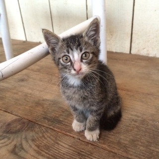 生後２ヶ月の甘えん坊のソックスを履いた男の子です！