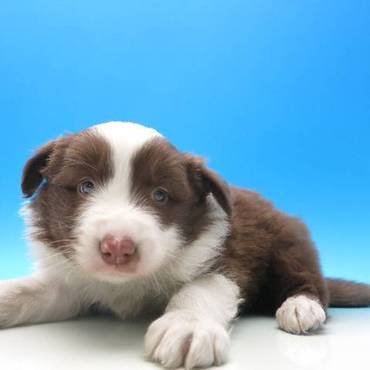 生後一ヶ月のクール。君も負けず劣らず、カワユスなぁ～