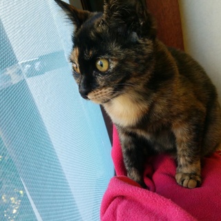 コロンコロンとしたサビ猫ちゃんの里親さん募集中