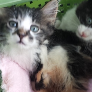 ありがとうございました！