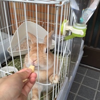 ララ