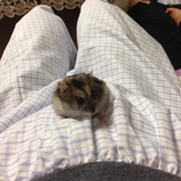 ちび