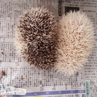 針ネズミの男の子(一旦募集停止いたします)