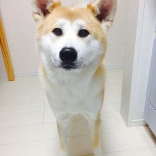 人懐こく穏やかな秋田犬のモモ♡