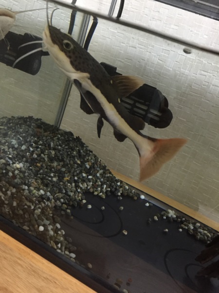 レッドテールキャット サムネイル2