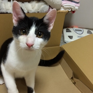 元気なハチワレです。