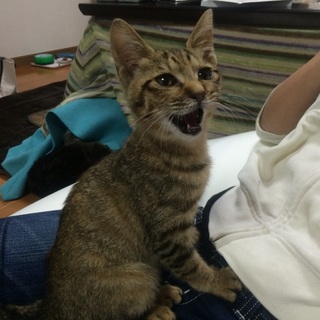 急募！ 子猫です。