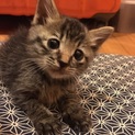 キジトラ 子猫里親さん募集