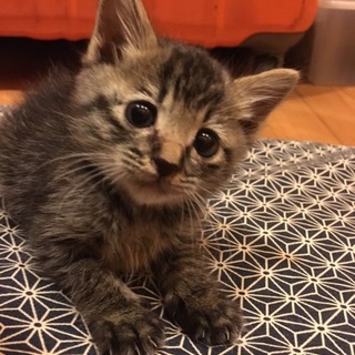 キジトラ 子猫里親さん募集