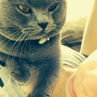 ブリティッシュショートヘア