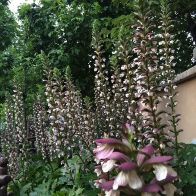 コダマスイカのカバー写真