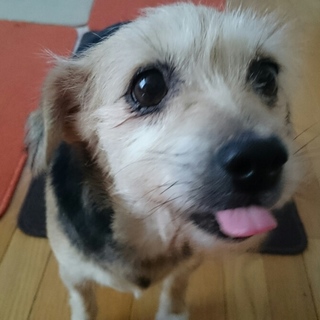 小さくて可愛いランちゃん。人も犬も大好きです。