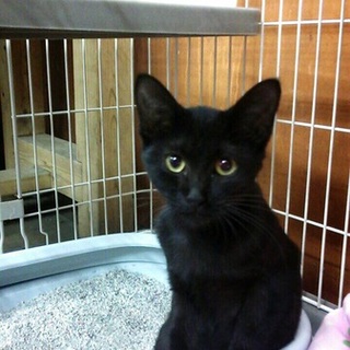 人懐こい黒猫ちゃん