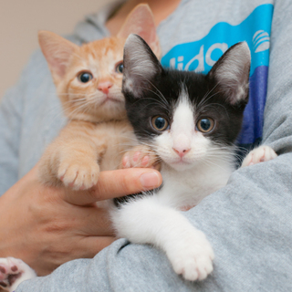 元気いっぱい！！ハチワレ＆茶トラ