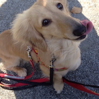 ラッテ（ダックスフンド）