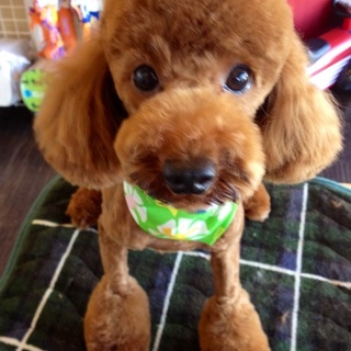 お問い合わせありがとうございました