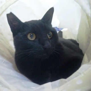 つやつやの黒猫ちゃんです。　１歳くらい　