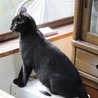 つやつやの黒猫ちゃんです。　１歳くらい　 サムネイル2
