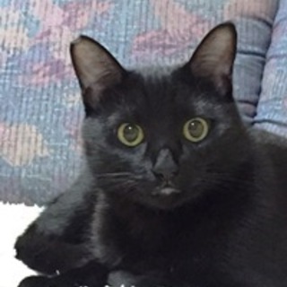 つやつやの黒猫くんです。　１歳くらい